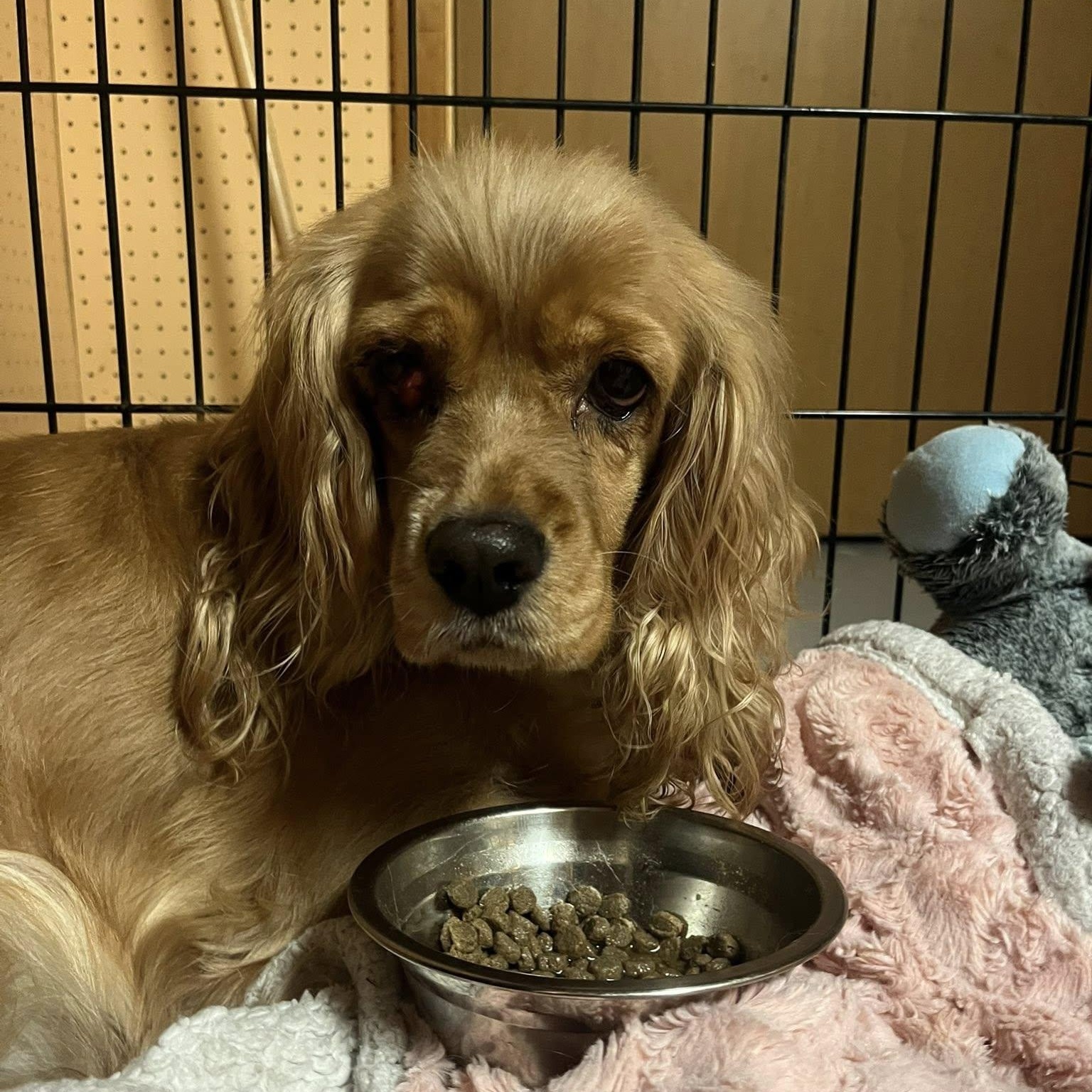 Enlarge Muffin, an adoptable Cocker Spaniel in Woodstock, ON image 3/4
