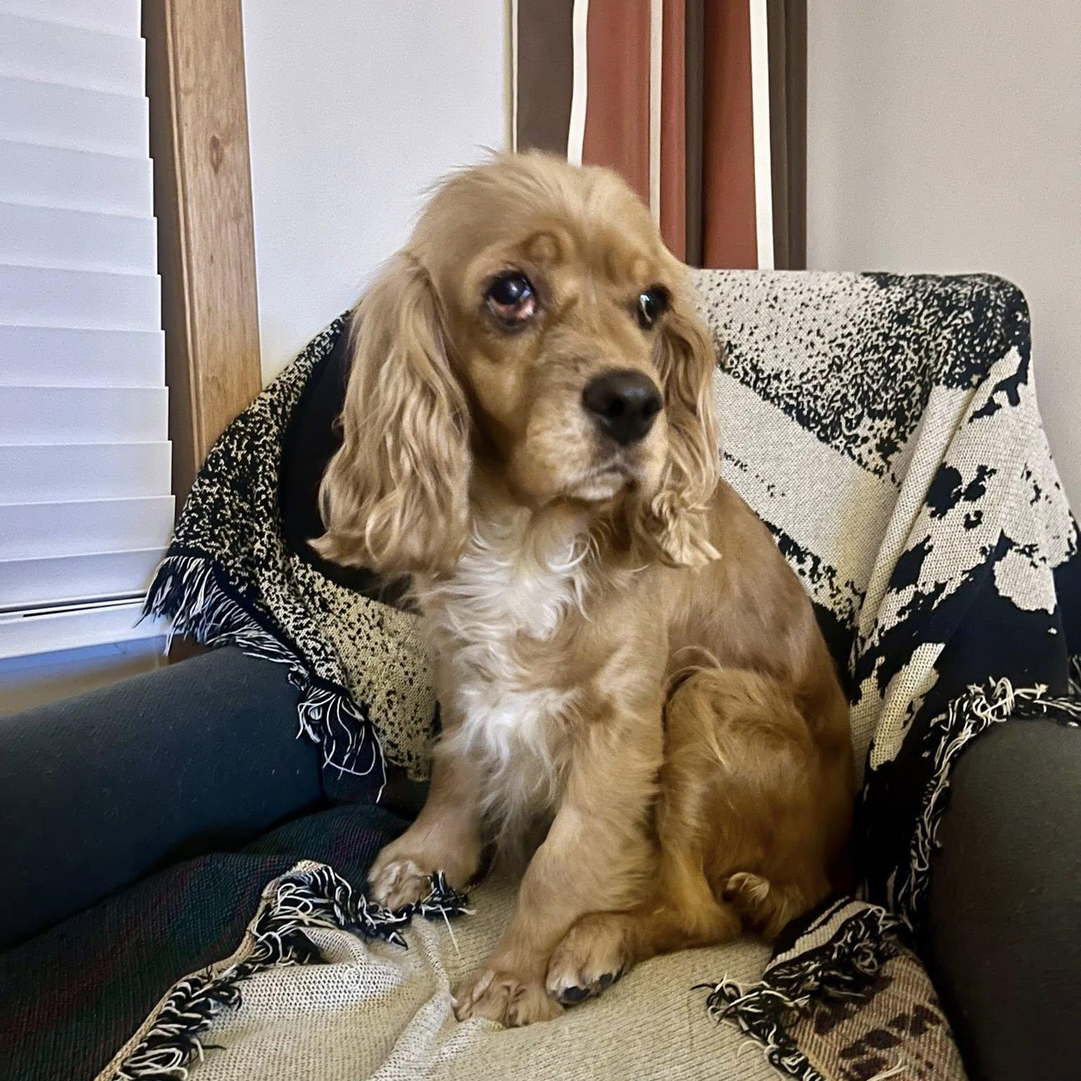 Enlarge Muffin, an adoptable Cocker Spaniel in Woodstock, ON image 1/4