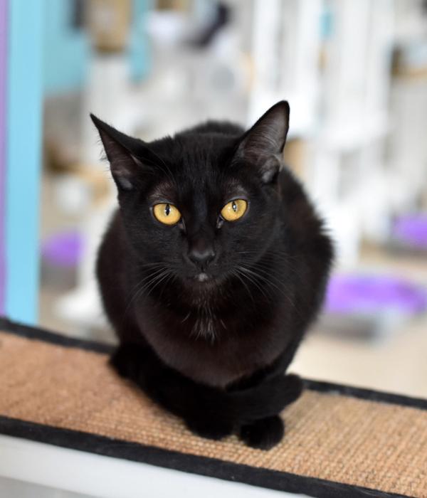 Persephone, Adoptable, Adult Female Domestic Short Hair.