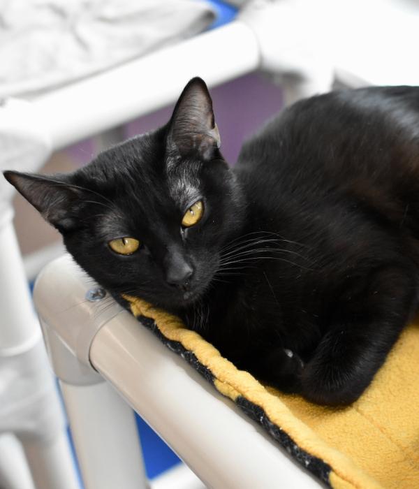 Persephone, a Adoptable Domestic Short Hair in Marietta, GA image 2/5