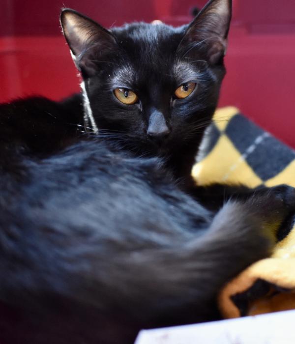 Persephone, a Adoptable Domestic Short Hair in Marietta, GA image 3/5