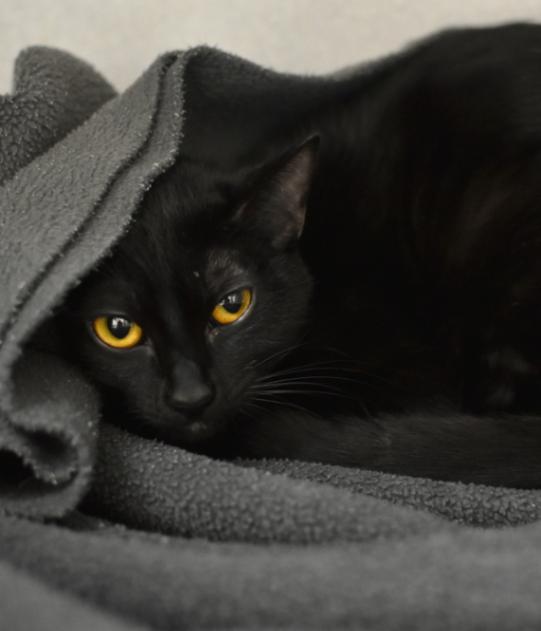 Persephone, a Adoptable Domestic Short Hair in Marietta, GA image 4/5