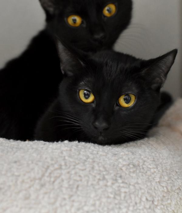 Persephone, a Adoptable Domestic Short Hair in Marietta, GA image 5/5