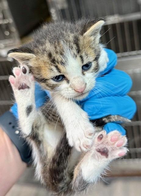 Oswald, Adopted, Young Male Domestic Short Hair.