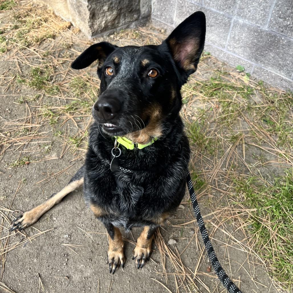 Bailee, Adoptable, Adult Female Cattle Dog & Australian Shepherd.