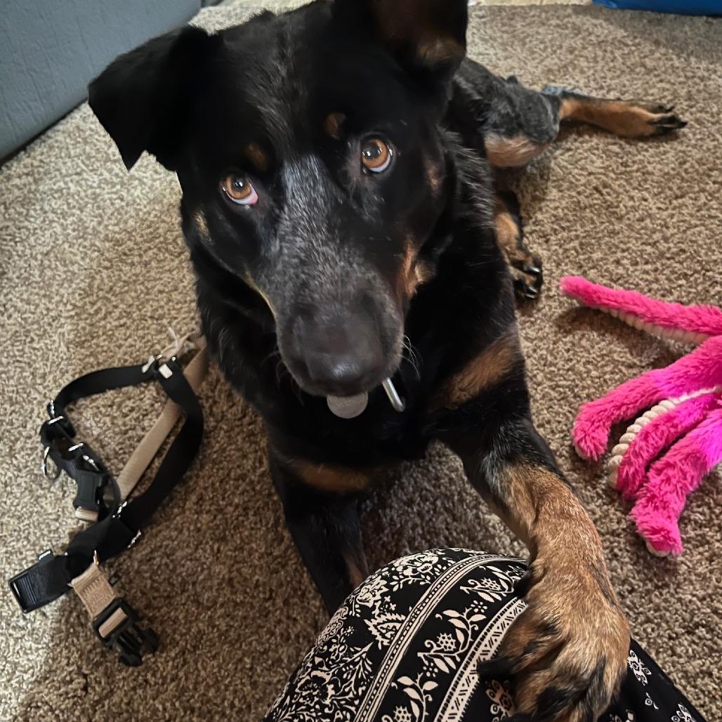 Enlarge Bailee, a Adoptable mixed breed in Incline Village, NV image 6/6