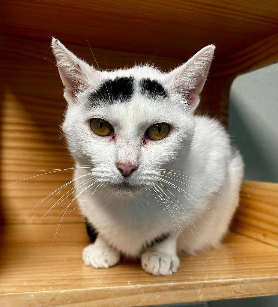 Clover, ADOPTABLE, Adult Female Domestic Short Hair.