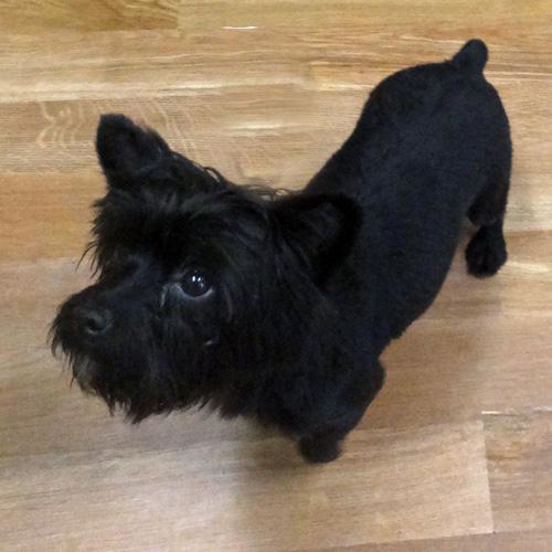 SKYE, an adopted mixed breed in Trufant, MI image 2/4