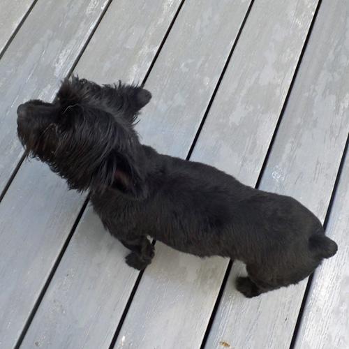 SKYE, an adopted mixed breed in Trufant, MI image 3/4