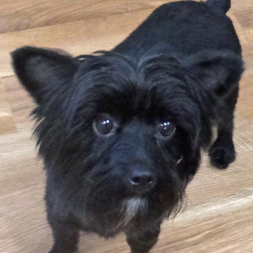 SKYE, adopted, Young Female Yorkshire Terrier.