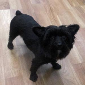 SKYE, an adopted mixed breed in Trufant, MI image 4/4