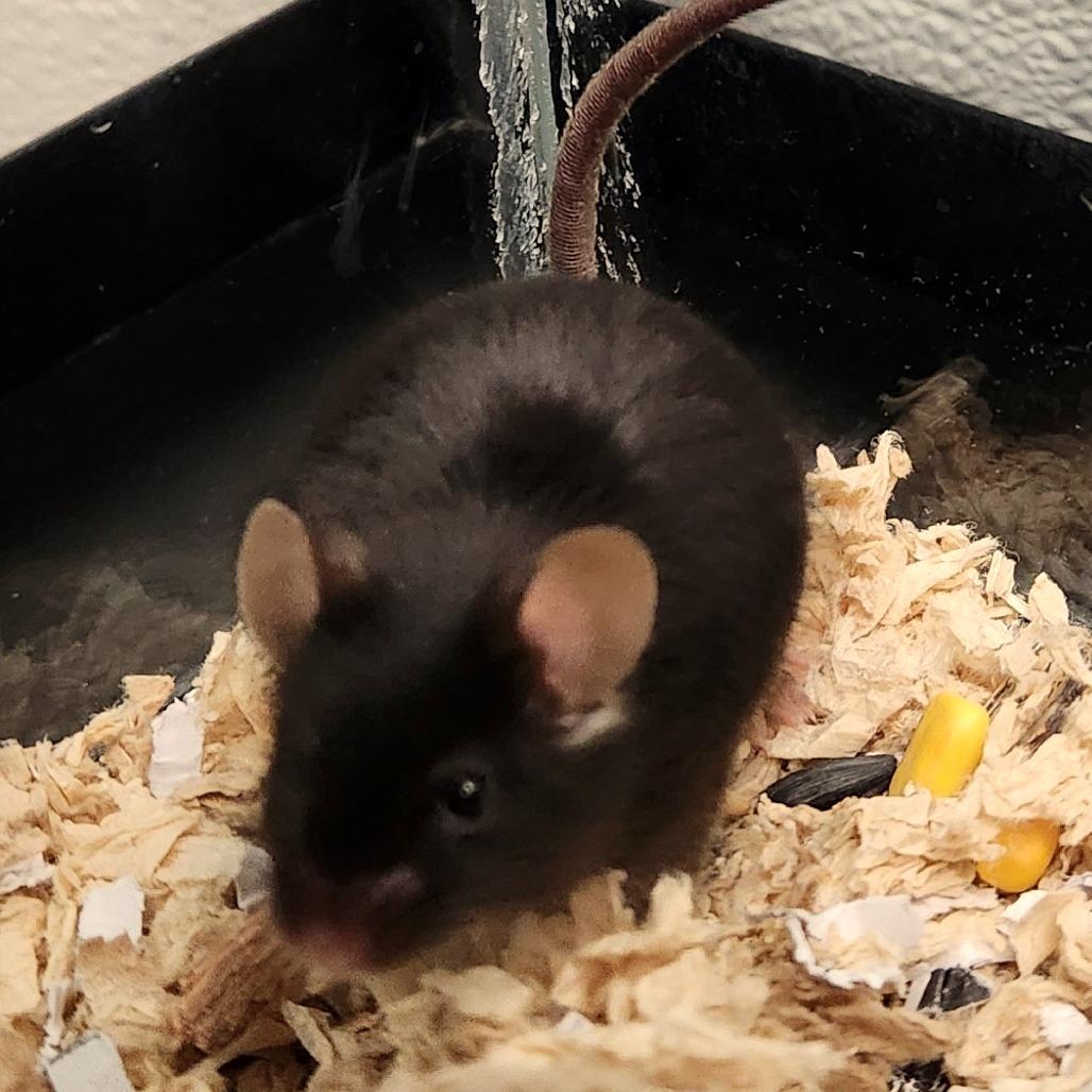 Enlarge Dien, a Adoptable Mouse in Watertown, NY image 1/2