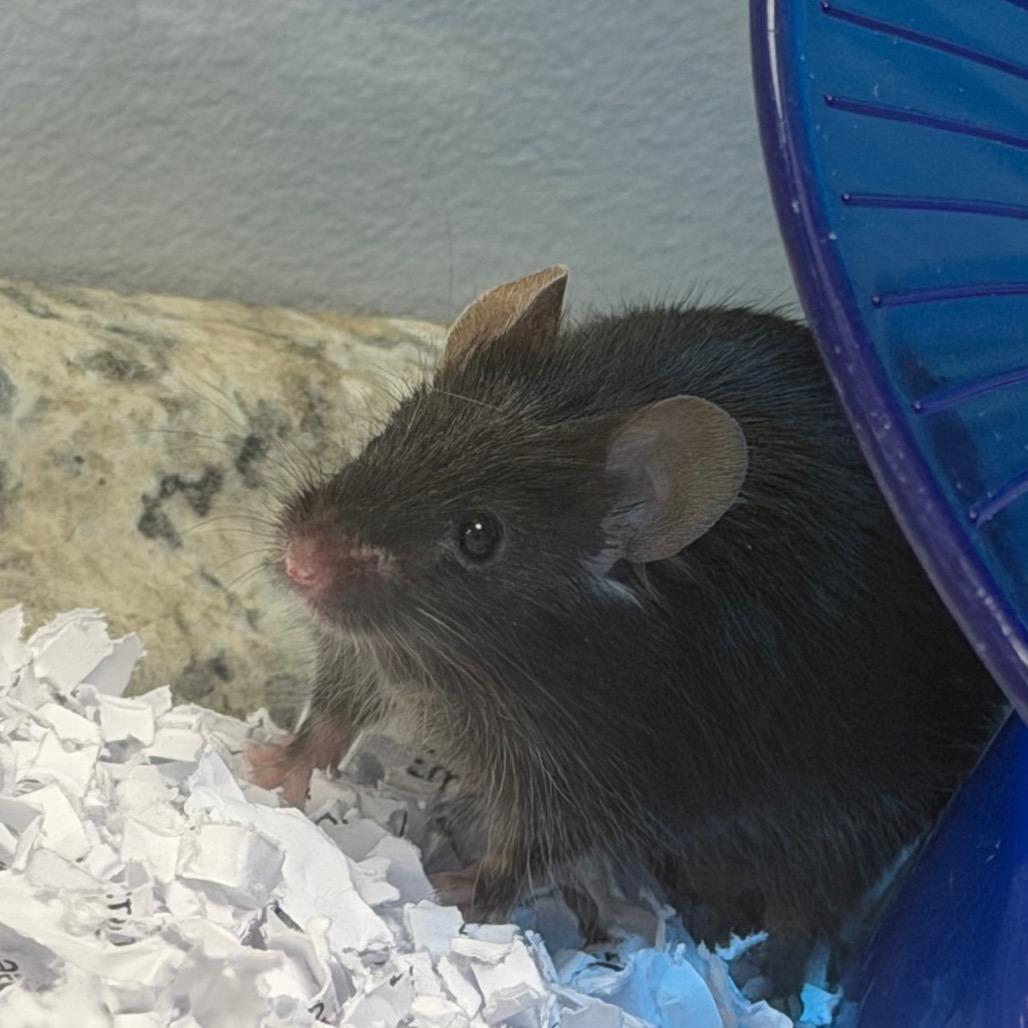 Enlarge Dien, a Adoptable Mouse in Watertown, NY image 2/2