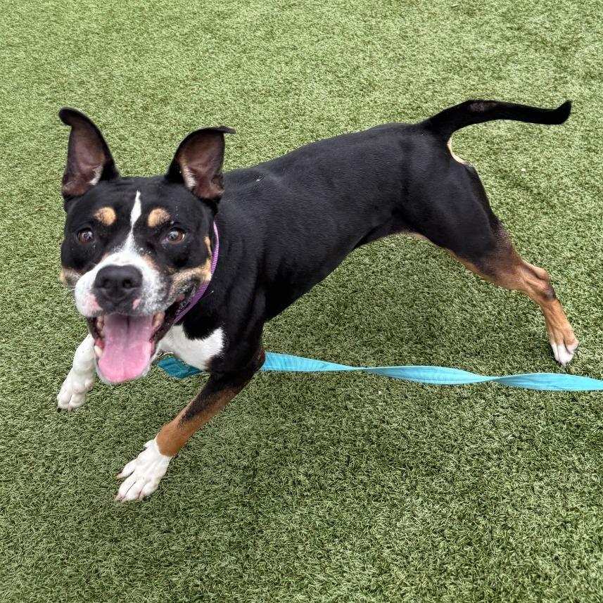 Roxi, Adoptable, Adult Female Mixed Breed.