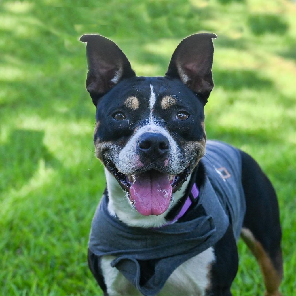 Roxi, a Adoptable Mixed Breed in Sarasota, FL image 2/6