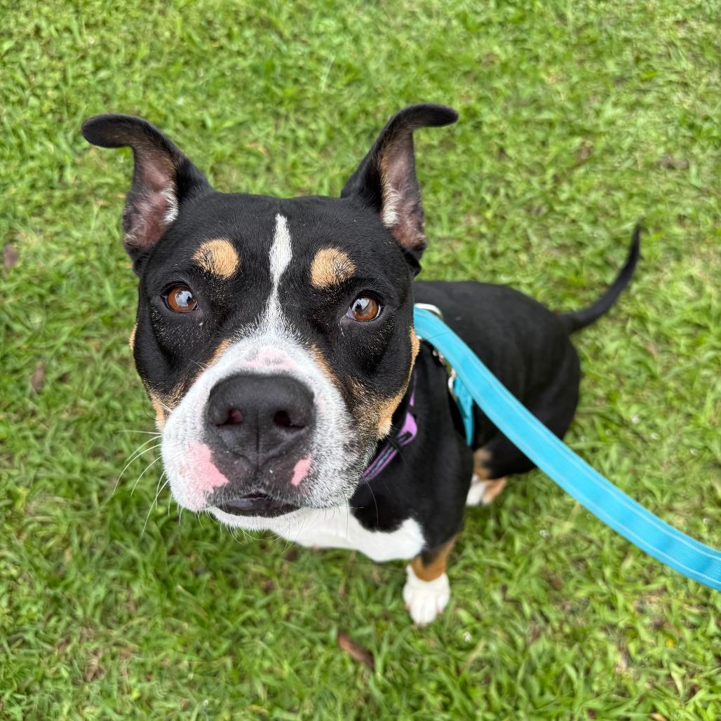 Roxi, a Adoptable Mixed Breed in Sarasota, FL image 3/6