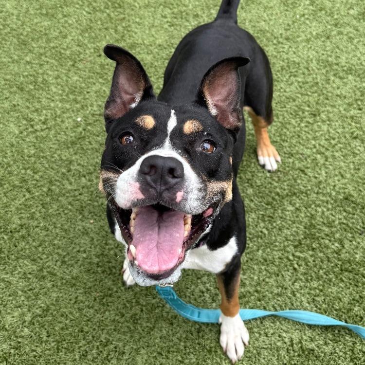 Roxi, a Adoptable Mixed Breed in Sarasota, FL image 4/6