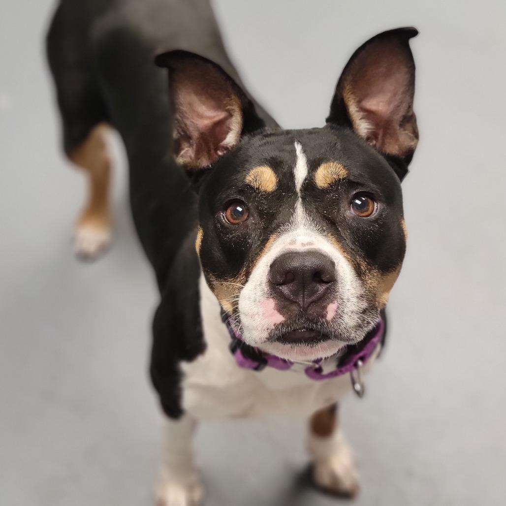 Roxi, a Adoptable Mixed Breed in Sarasota, FL image 5/6
