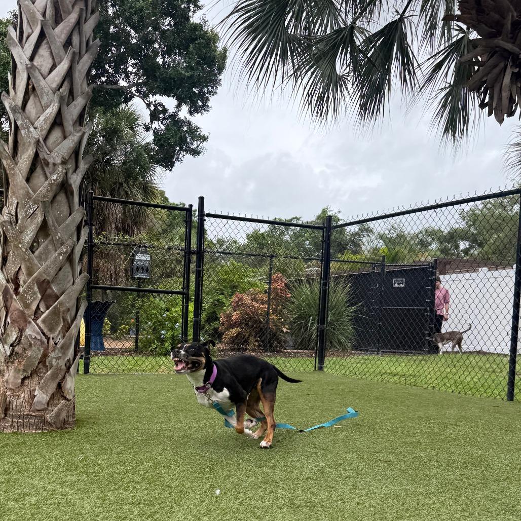 Roxi, a Adoptable Mixed Breed in Sarasota, FL image 6/6