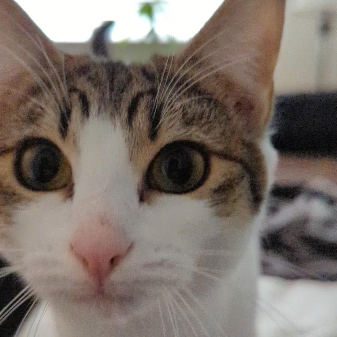 Nina- see the videos!, Adoptable, Adult Female Domestic Short Hair.