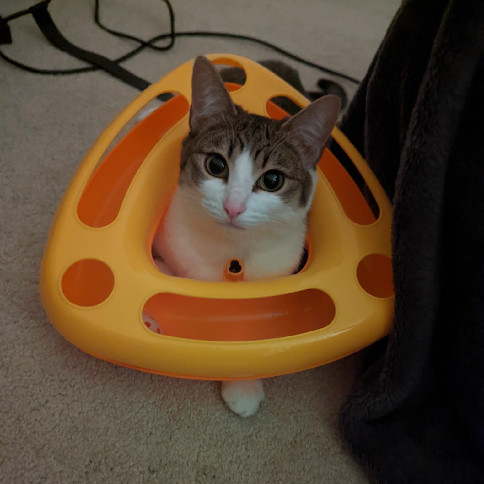 Nina- see the videos!, a Adoptable Domestic Short Hair in Portland, OR image 2/6