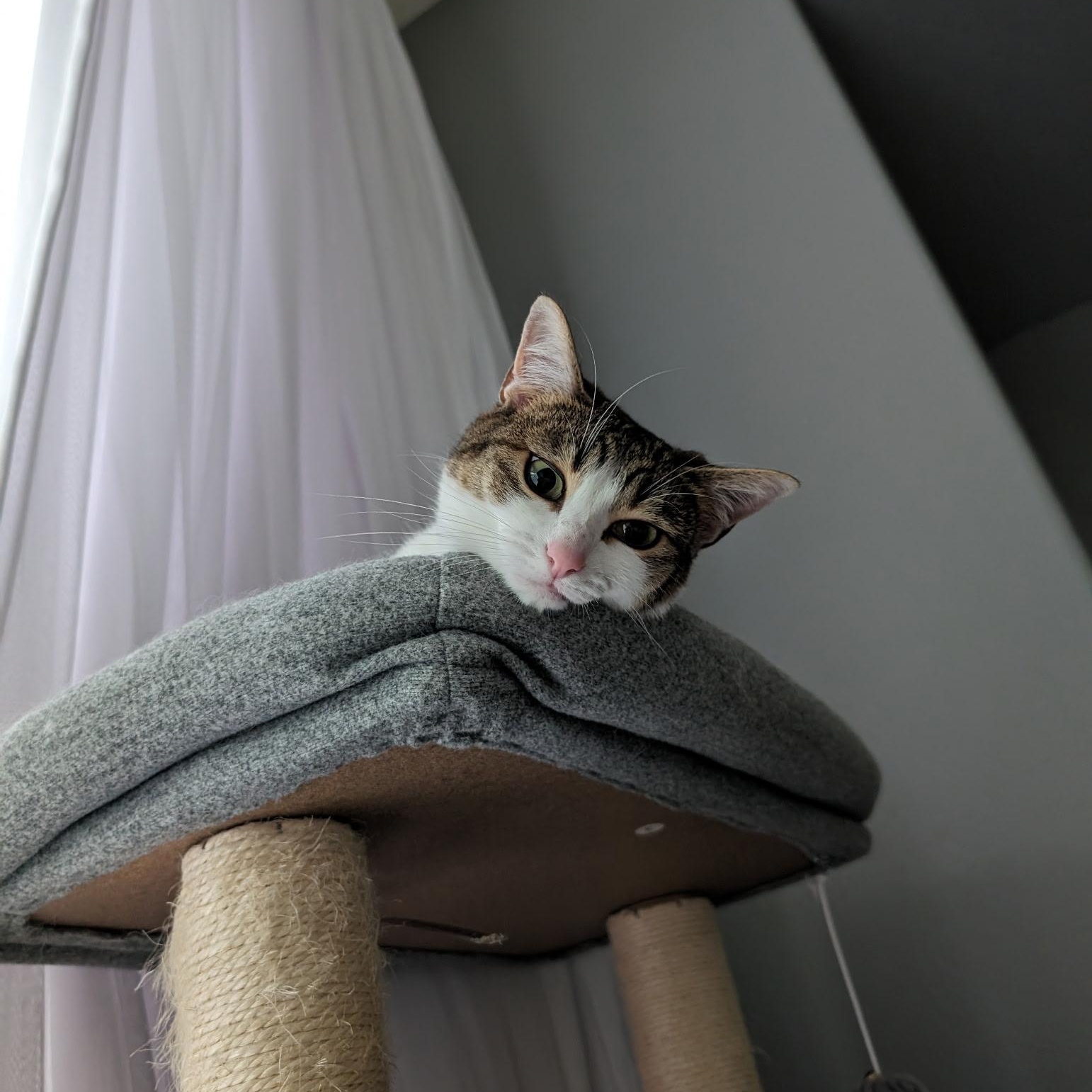 Nina- see the videos!, a Adoptable Domestic Short Hair in Portland, OR image 3/6