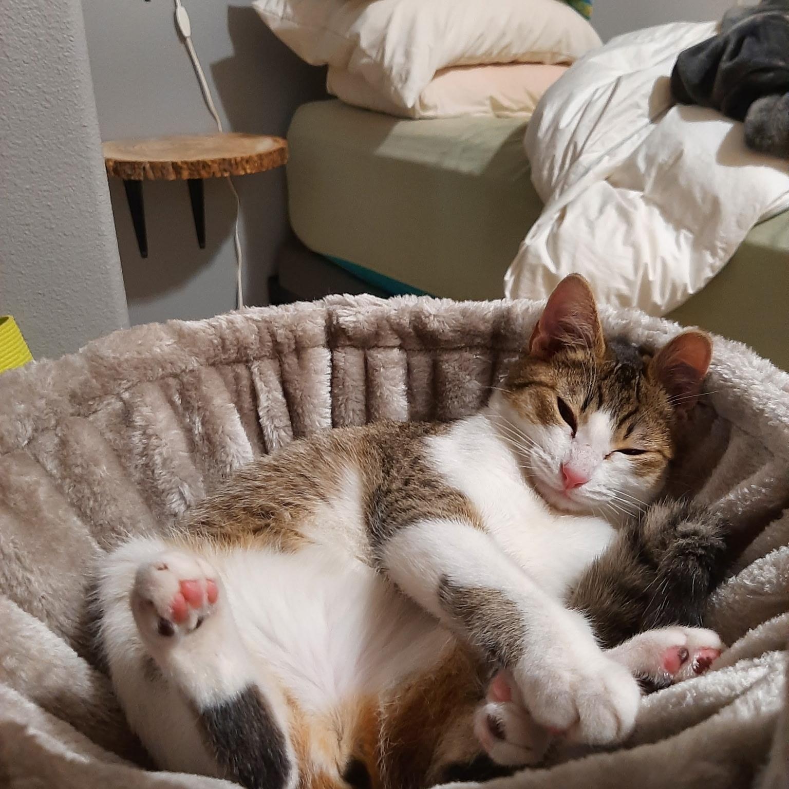 Nina- see the videos!, a Adoptable Domestic Short Hair in Portland, OR image 4/6