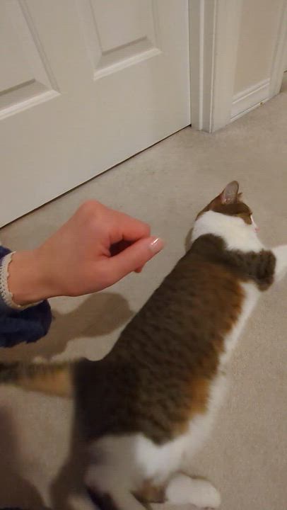 Enlarge Nina- see the videos!, a Adoptable Domestic Short Hair in Portland, OR video 5/6