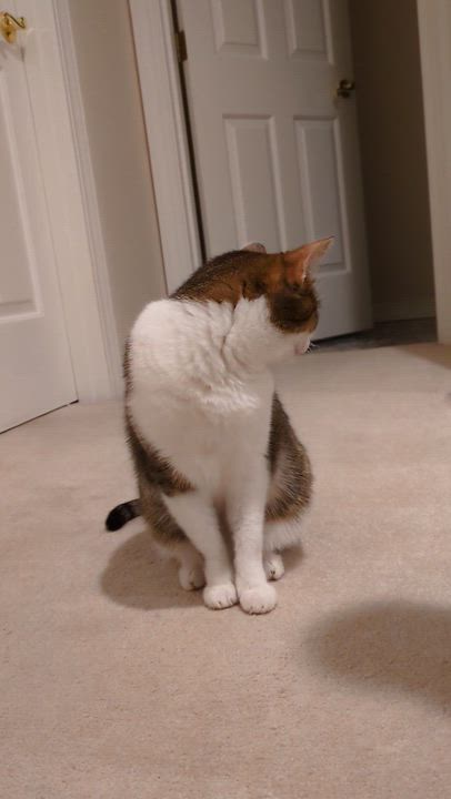 Enlarge Nina- see the videos!, a Adoptable Domestic Short Hair in Portland, OR video 6/6