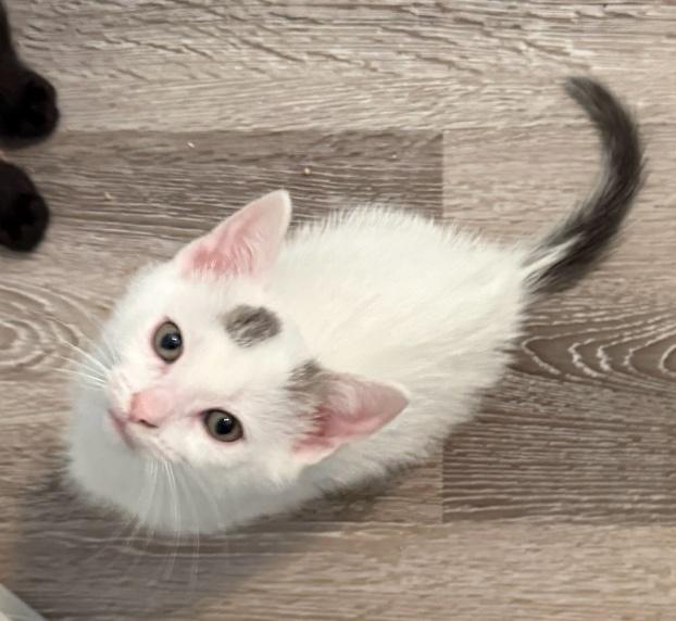 Dustin, a ADOPTABLE mixed breed in Richardson, TX image 2/2