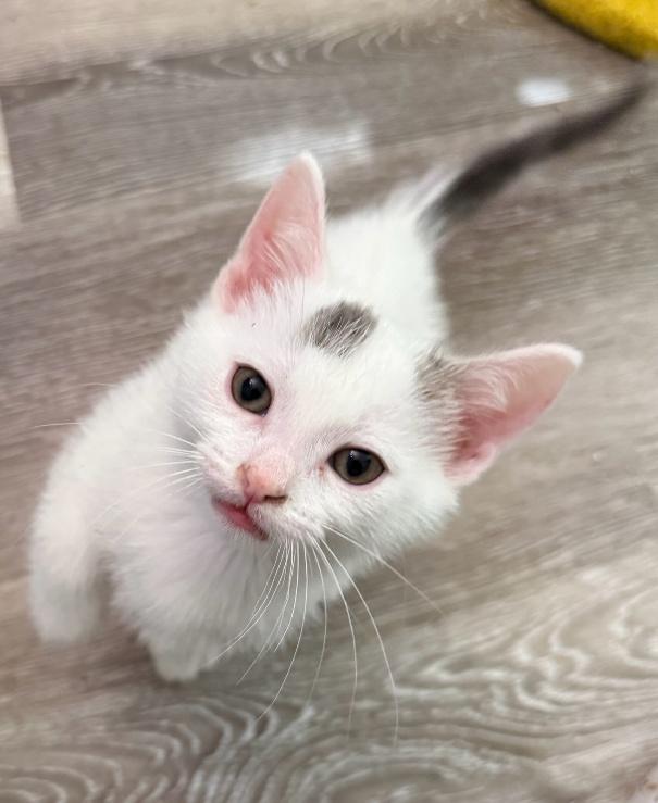 Dustin, ADOPTABLE, Kitten Male American Shorthair & Domestic Short Hair.