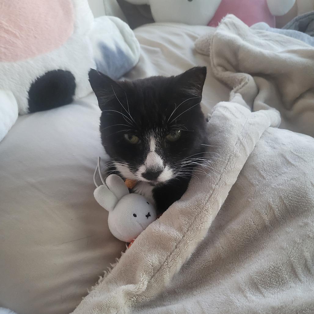 Chip, Adoptable, Senior Female Domestic Short Hair.