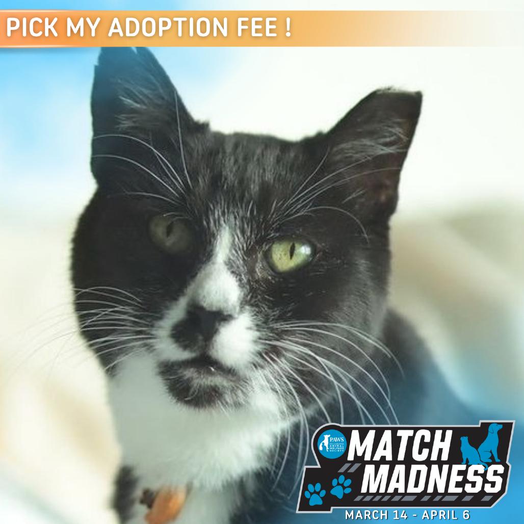 Chip — thumbnail 2