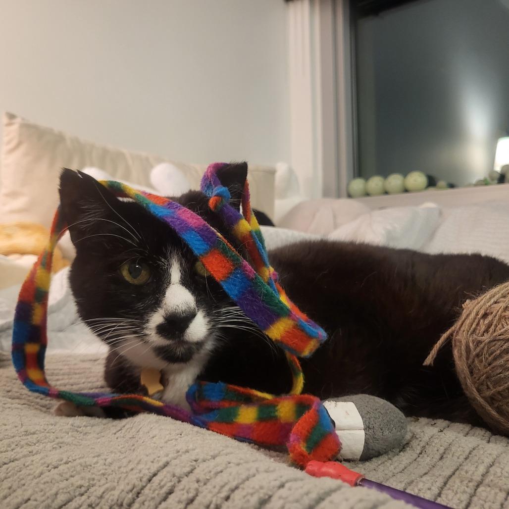 Enlarge Chip, a Adoptable Domestic Short Hair in Philadelphia, PA image 5/6