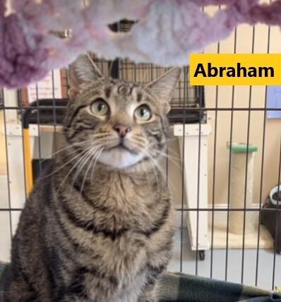 Enlarge ABRAHAM, a Adoptable mixed breed in Southbury, CT image 2/6