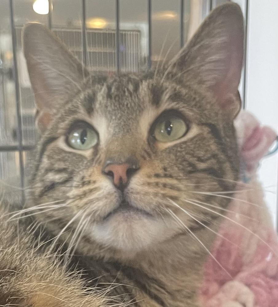 Enlarge ABRAHAM, a Adoptable mixed breed in Southbury, CT image 4/6