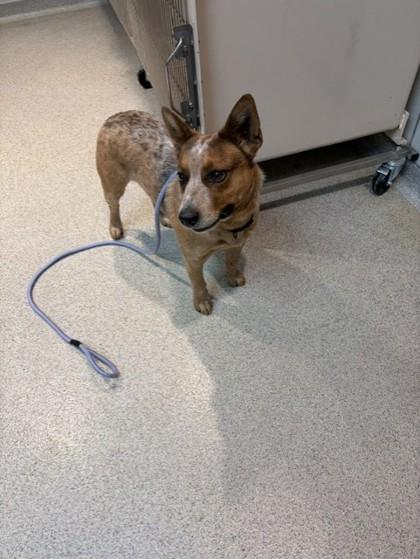 Enlarge Drew, a ADOPTABLE Australian Cattle Dog / Blue Heeler in Hamilton, MT image 3/4