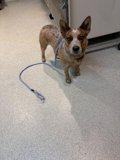 Enlarge Drew, a ADOPTABLE Australian Cattle Dog / Blue Heeler in Hamilton, MT image 4/4