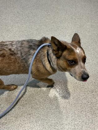 Enlarge Drew, a ADOPTABLE Australian Cattle Dog / Blue Heeler in Hamilton, MT image 2/4