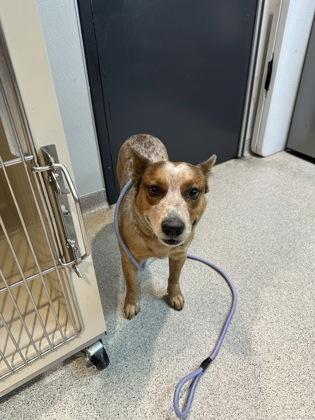 Drew, ADOPTABLE, Adult Male Australian Cattle Dog / Blue Heeler.