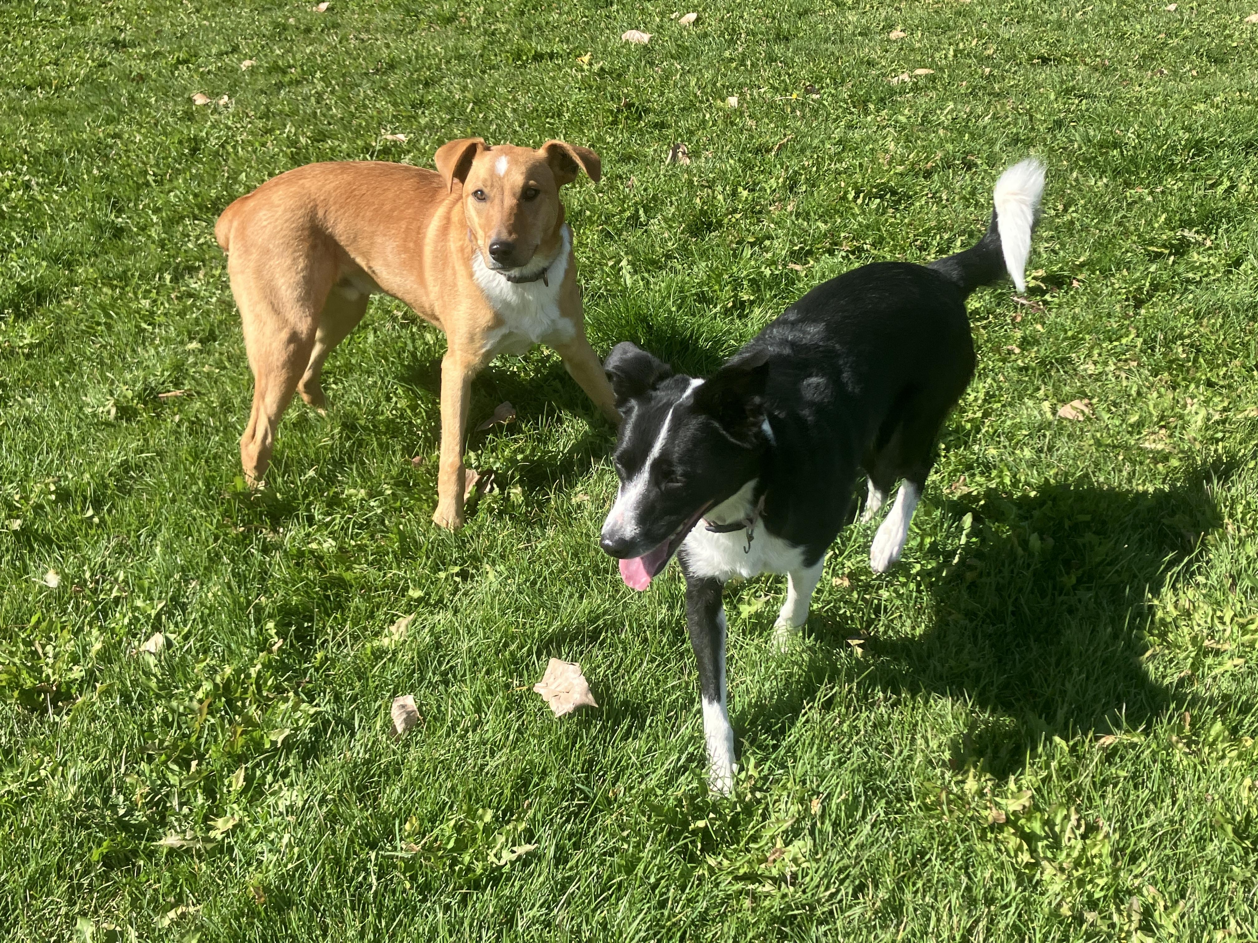 Bella, a Adoptable mixed breed in St. Anthony, ID image 1/2