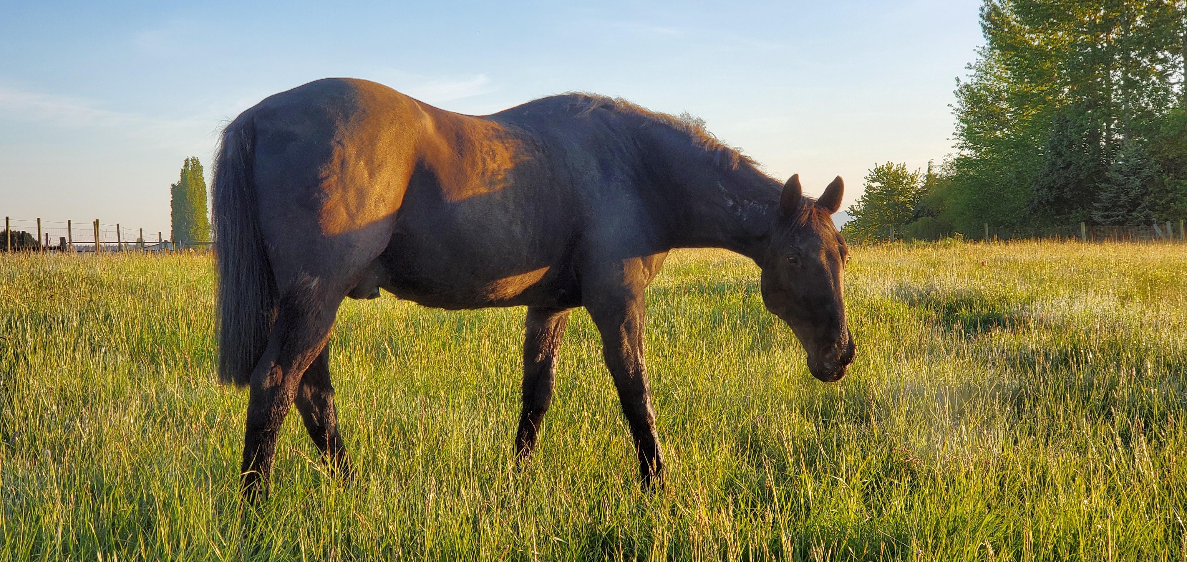 Ozzy, a Adopted Standardbred in Mount Vernon, WA image 1/2