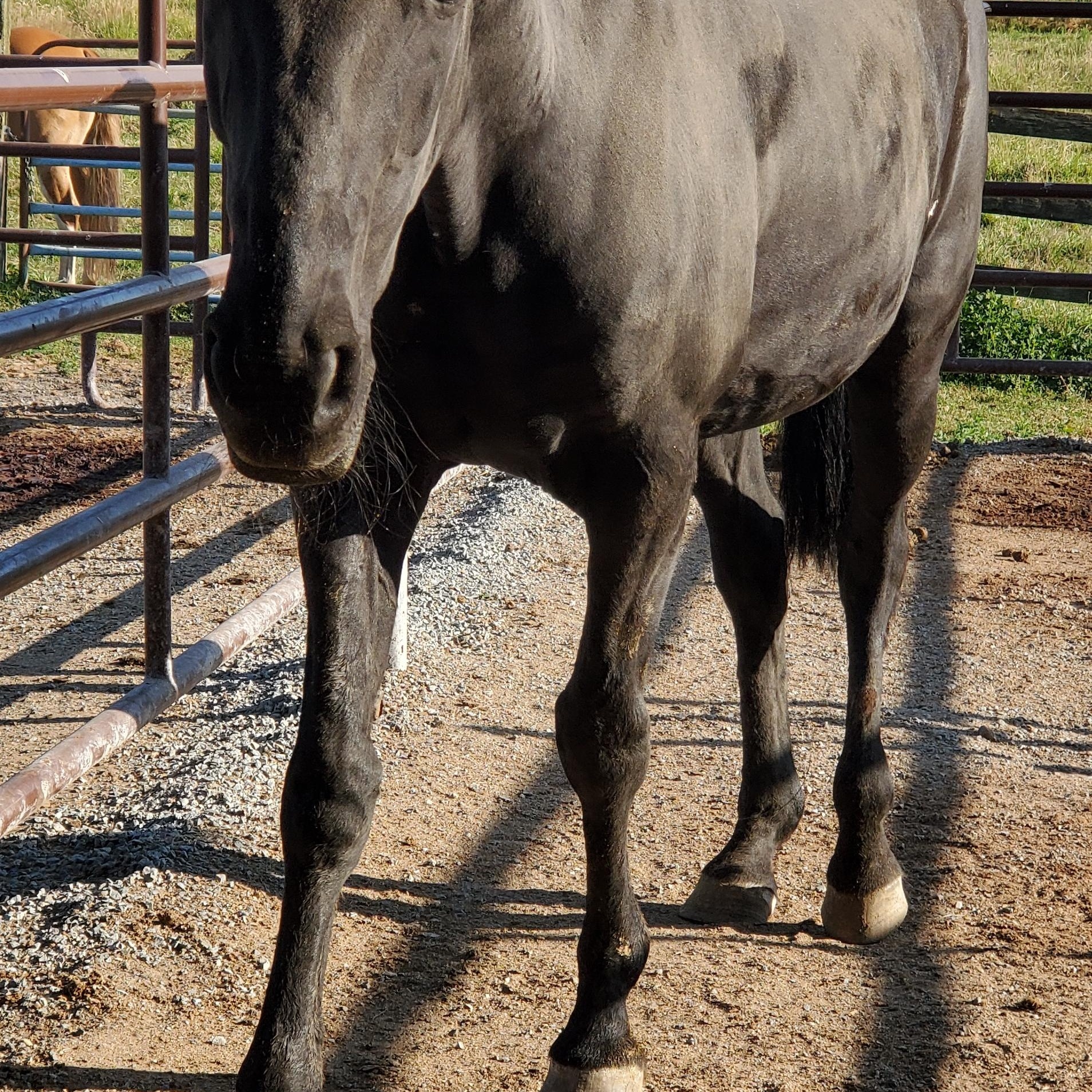 Ozzy, a Adopted Standardbred in Mount Vernon, WA image 2/2
