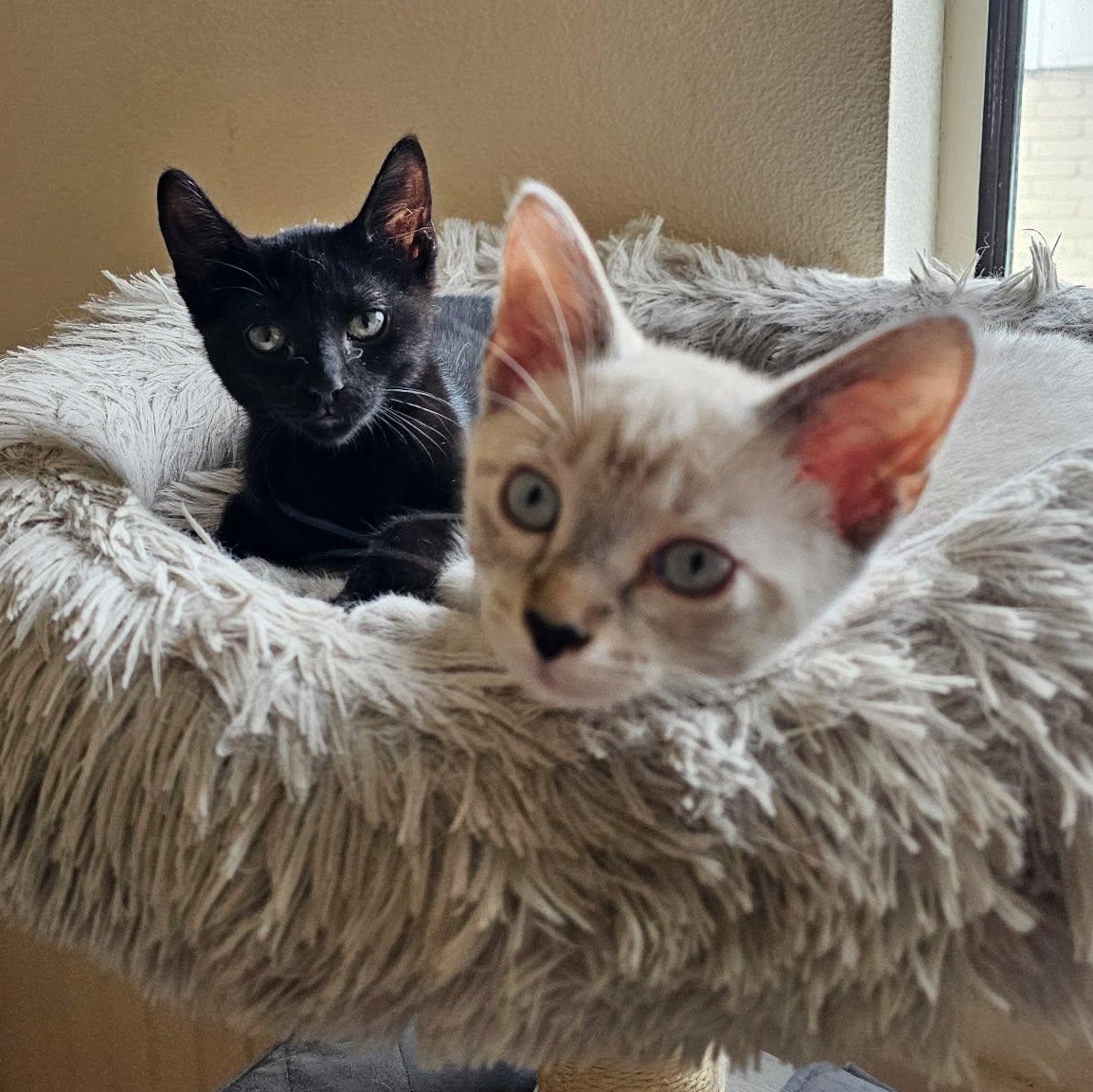 Annalee and Meeko, Adoptable, Kitten Female Domestic Short Hair.
