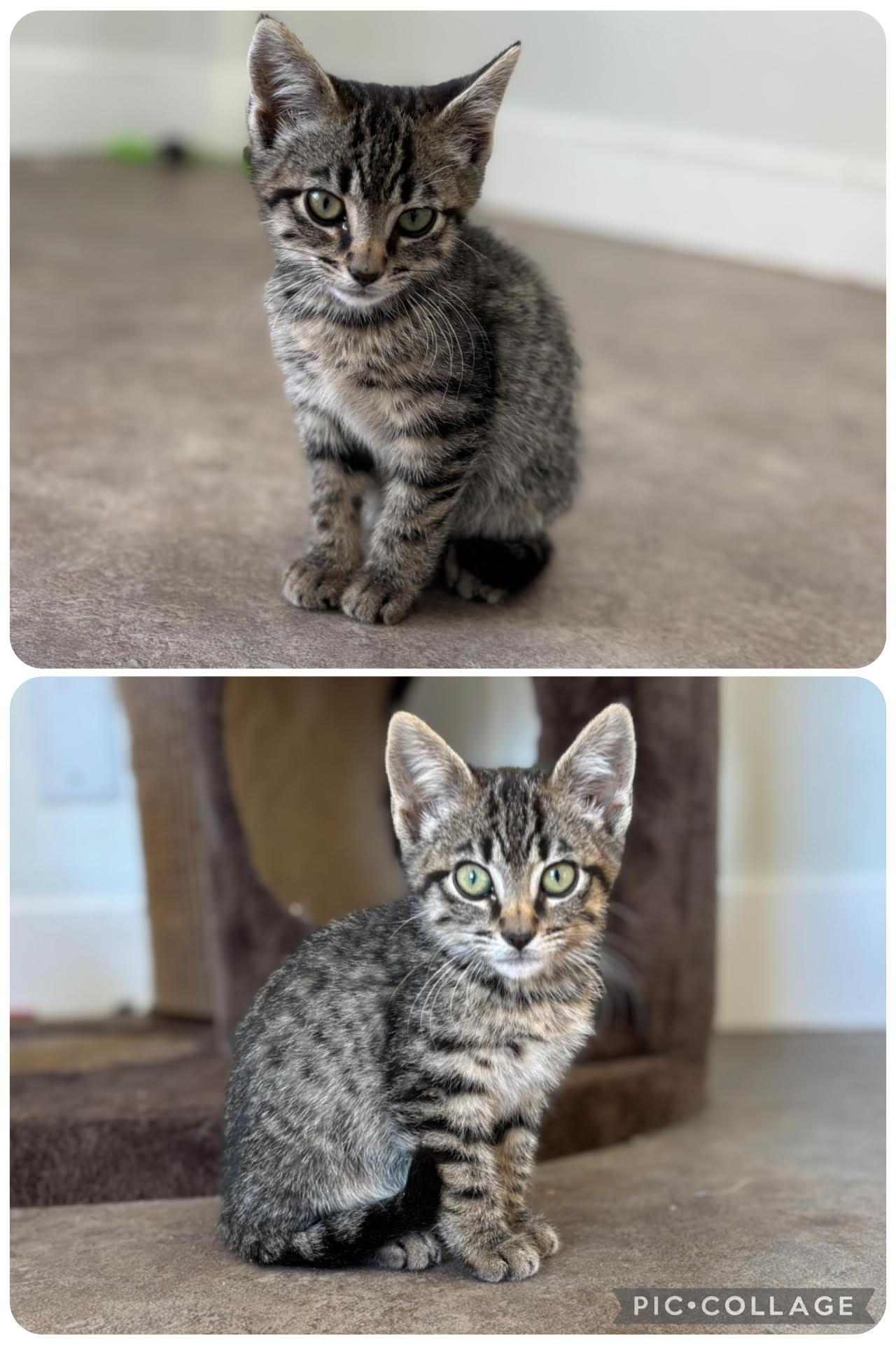 Rose, an adoptable Domestic Short Hair in Rock Springs, WY, 82901 | Photo Image 1