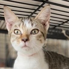 Zena, Adopted, Young Female Domestic Short Hair.