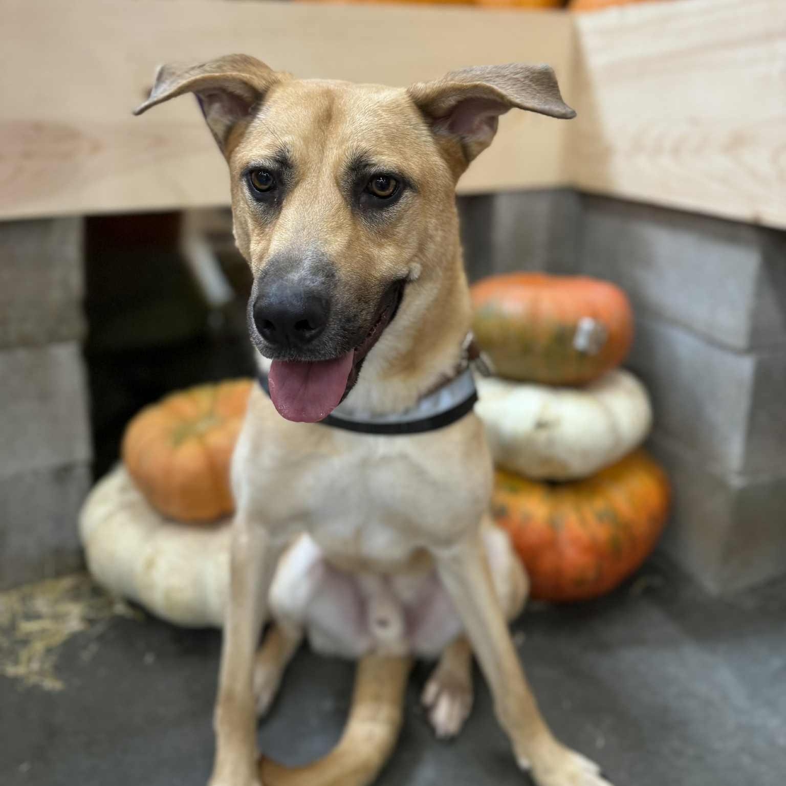 DUKE NEEDS FOSTER OR ADOPTER , a Adoptable mixed breed in Dallas, TX image 2/6