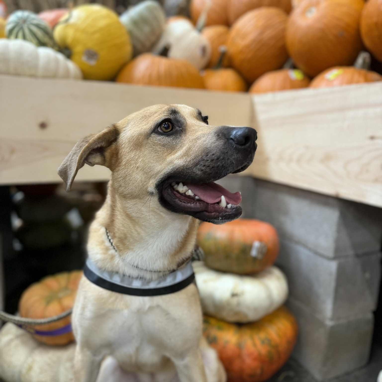 DUKE NEEDS FOSTER OR ADOPTER , a Adoptable mixed breed in Dallas, TX image 3/6