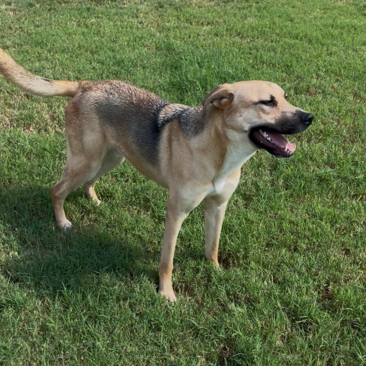 DUKE NEEDS FOSTER OR ADOPTER , a Adoptable mixed breed in Dallas, TX image 6/6