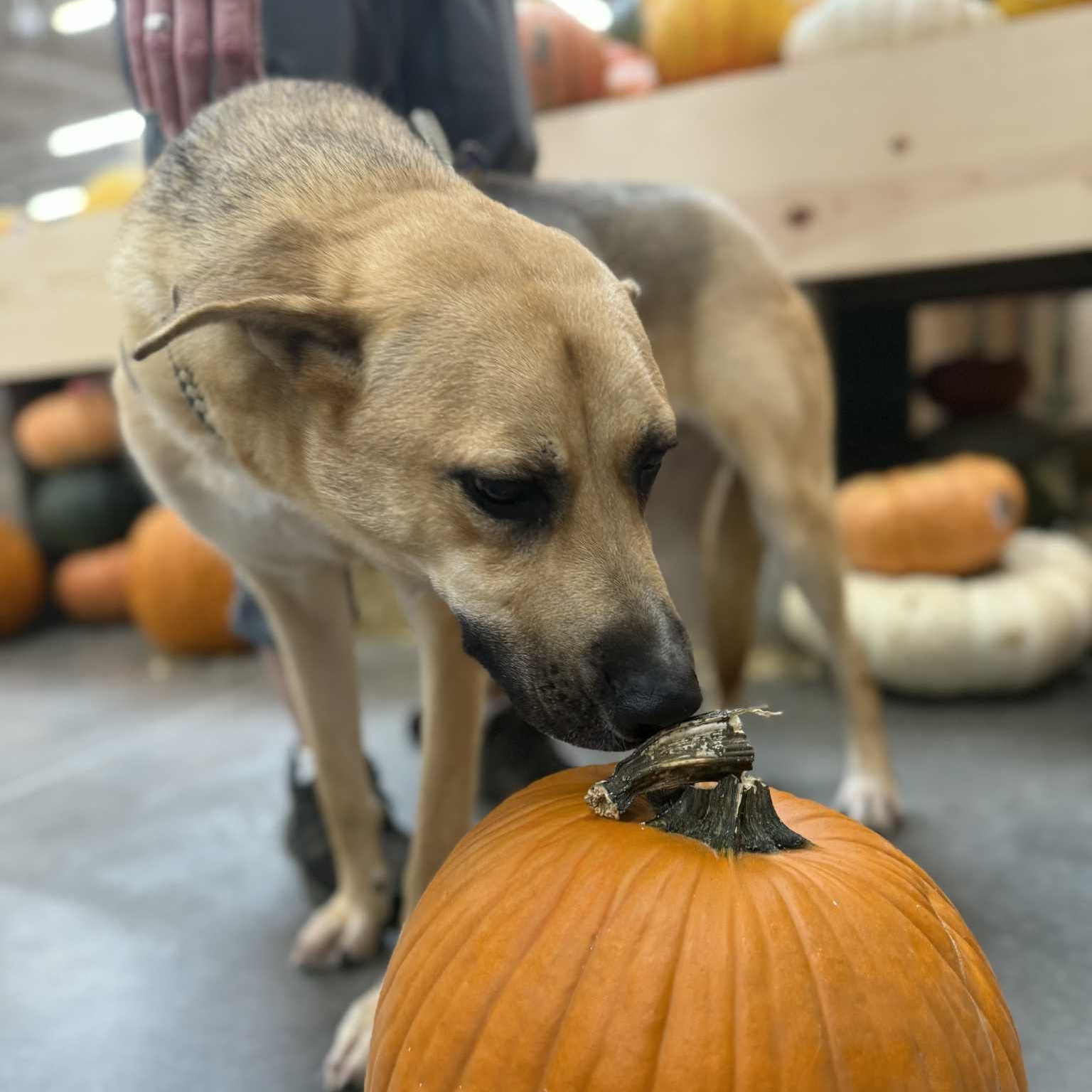 DUKE NEEDS FOSTER OR ADOPTER , a Adoptable mixed breed in Dallas, TX image 4/6